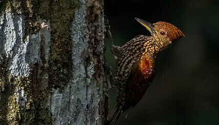 Buff-Spotted Flameback