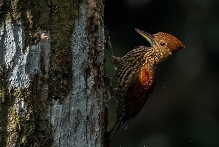 Buff-Spotted Flameback