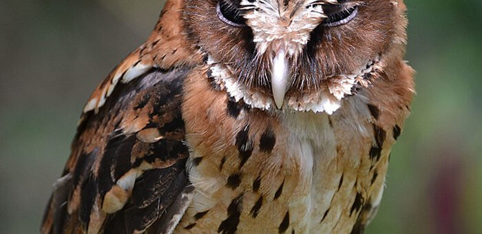 Giant Scops Owl Philippines