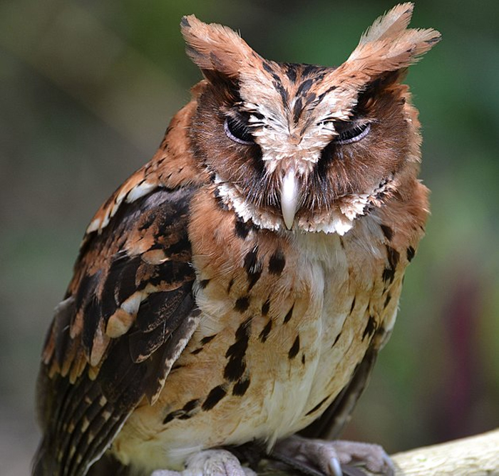 Giant Scops Owl Philippines