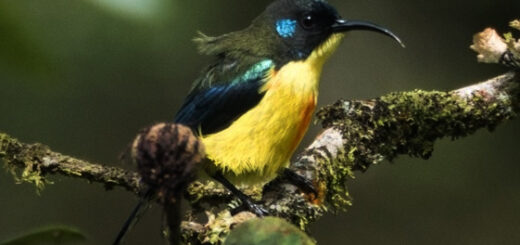 Lina's Sunbird