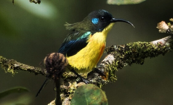 Lina's Sunbird