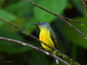 Lina's Sunbird Female