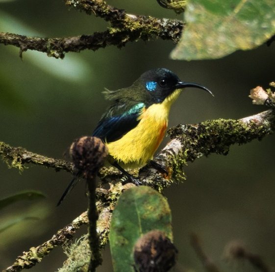 Lina's Sunbird