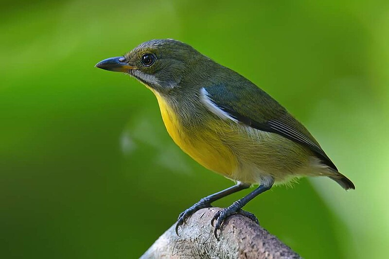 Palawan Flowerpecker (Female)