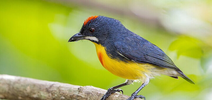 Palawan Flowerpecker (Male)