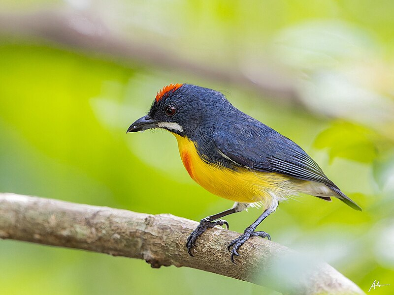 Palawan Flowerpecker (Male)