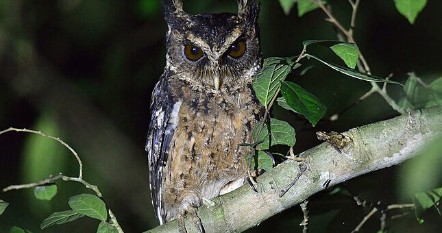 Palawan Scops Owl