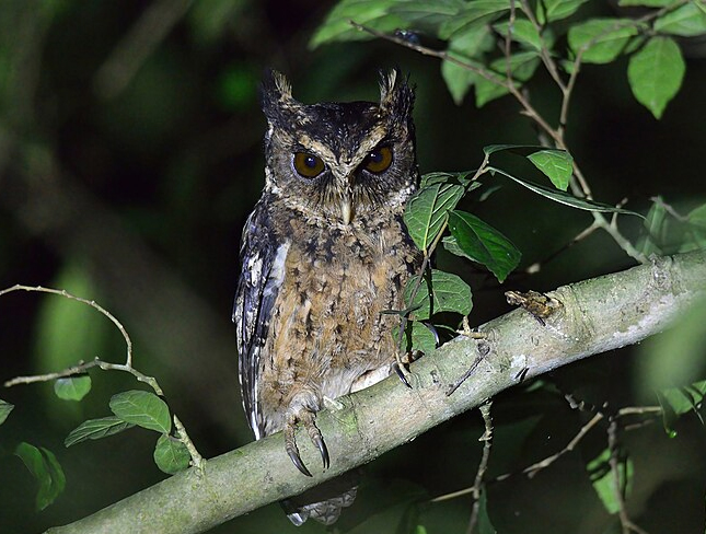 Palawan Scops Owl