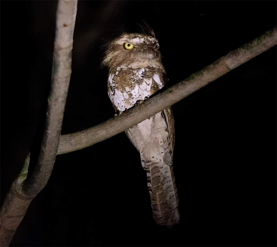 Palawan Frogmouth Philippines