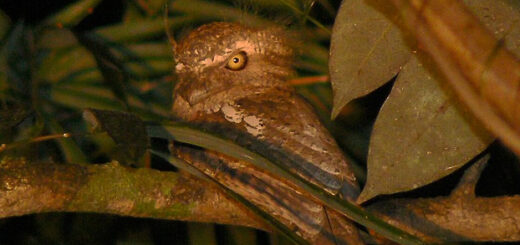 Palawan Frogmouth