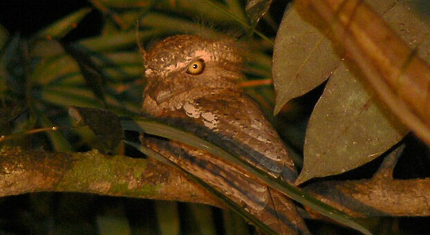 Palawan Frogmouth