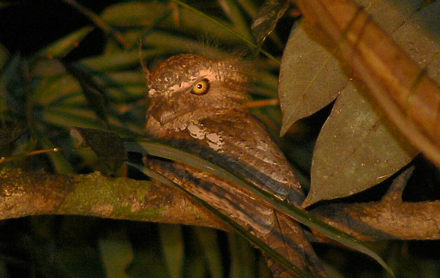 Palawan Frogmouth