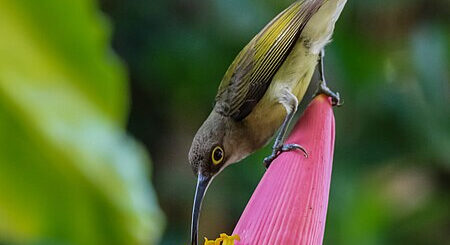 Pale Spiderhunter