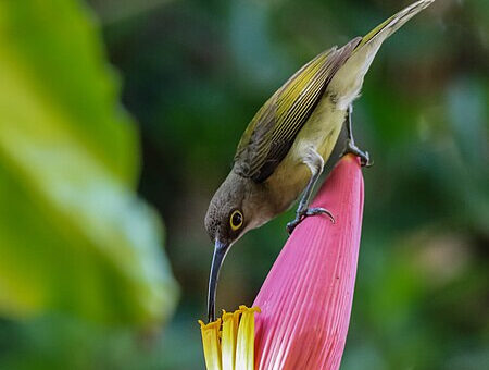 Pale Spiderhunter