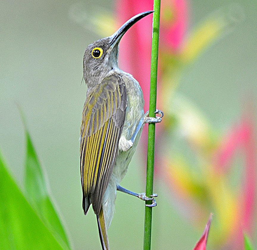 Pale Spiderhunter Philippines