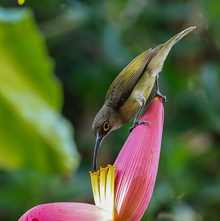 Pale Spiderhunter