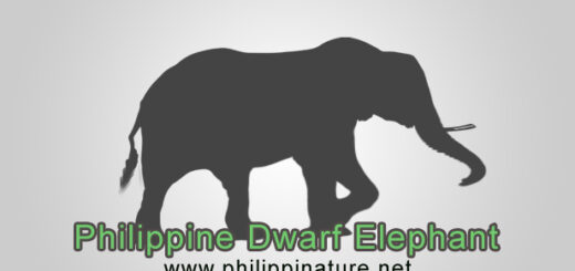 Philippine Dwarf Elephant