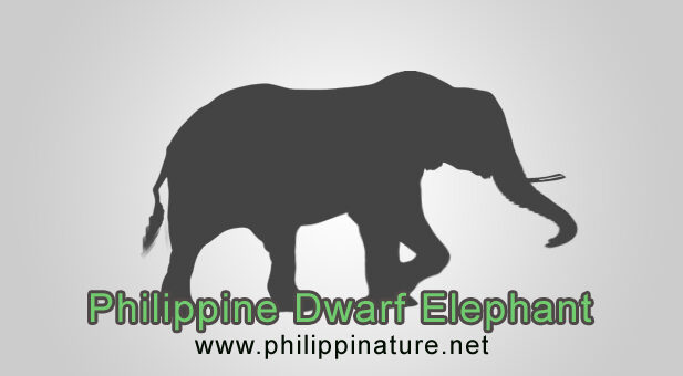 Philippine Dwarf Elephant