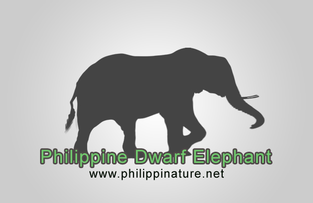 Philippine Dwarf Elephant