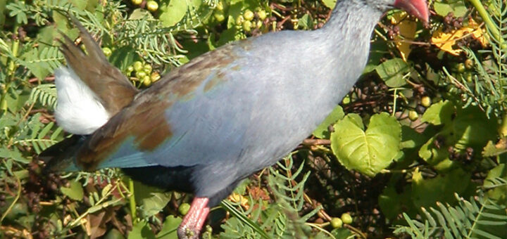 Philippine Swamphen