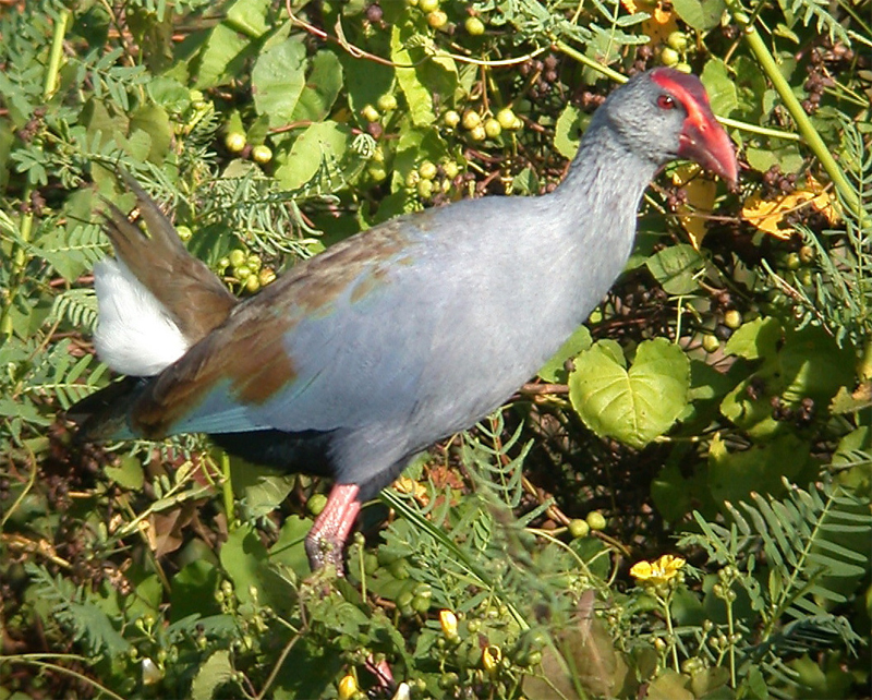 Philippine Swamphen