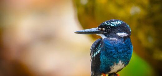 Southern silvery kingfisher