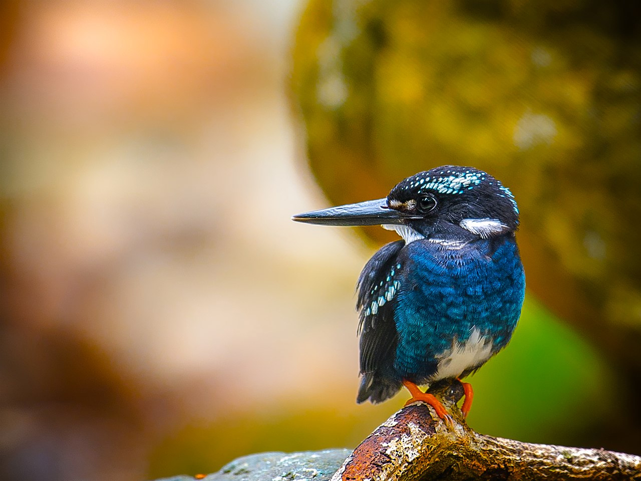 Southern silvery kingfisher