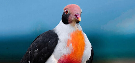 Flame-Breasted Fruit Dove