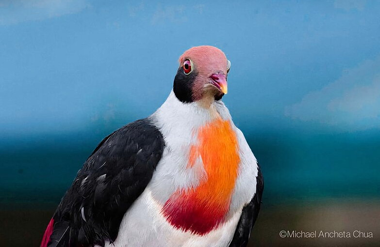 Flame-Breasted Fruit Dove