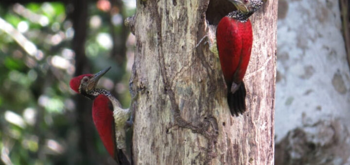 Luzon Flameback