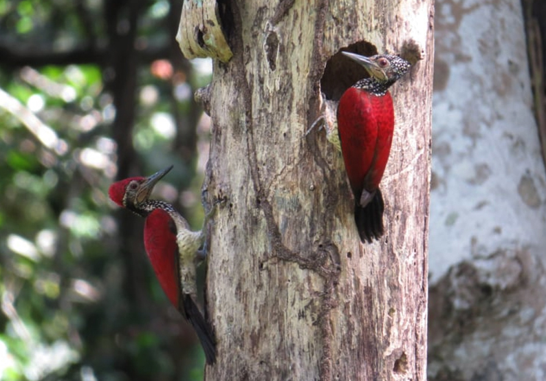 Luzon Flameback