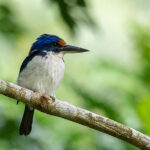 Winchell's kingfisher