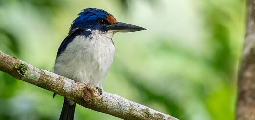 Winchell's kingfisher