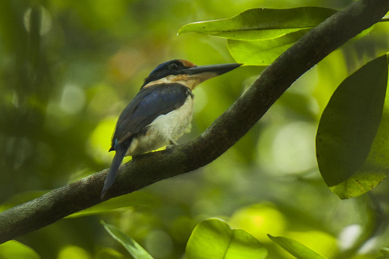 Winchell's kingfisher