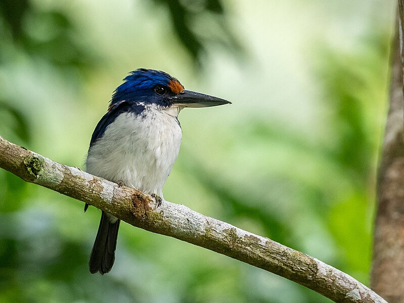 Winchell's kingfisher