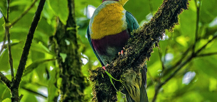 Yellow-breasted Fruit Dove