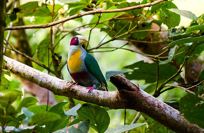 Yellow-breasted Fruit Dove - Sapin-sapin