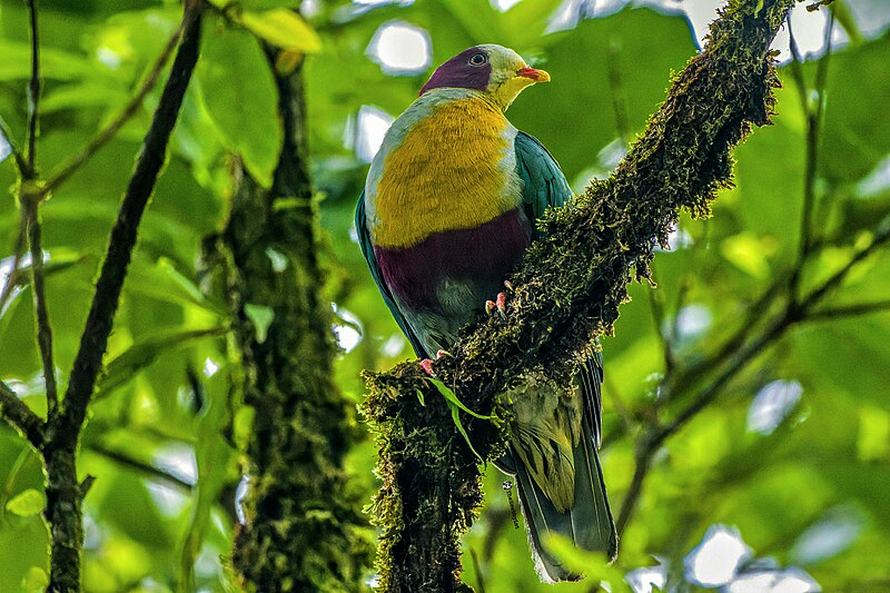 Yellow-breasted Fruit Dove