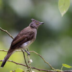 Yellow wattled bulbul