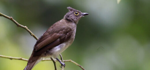 Yellow wattled bulbul