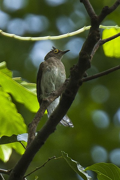 Yellow wattled bulbul