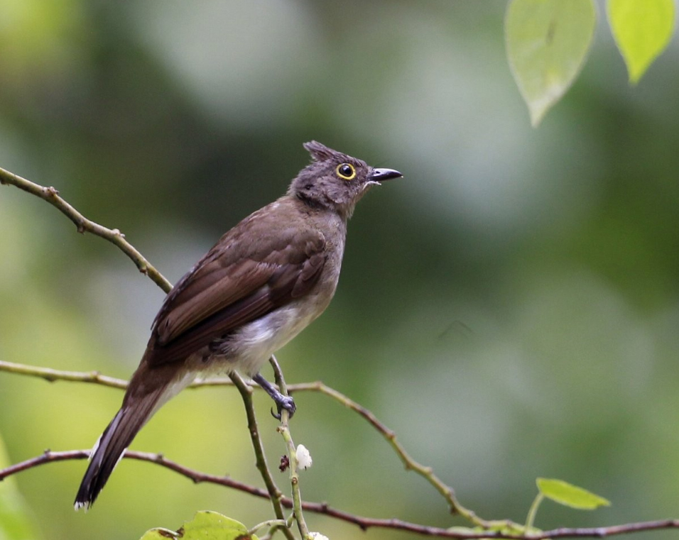 Yellow wattled bulbul