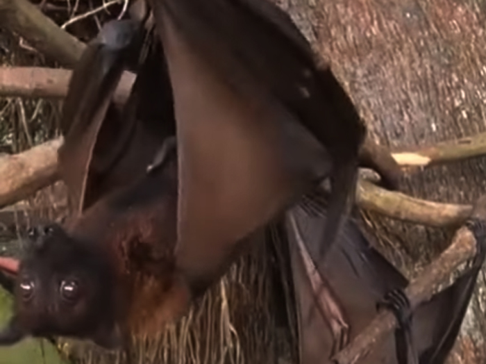 harpy fruit bat philippines