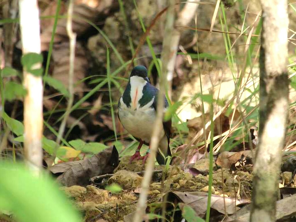 Negros Bleeding-heart