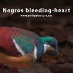 Negros bleeding-heart dove