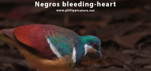 Negros bleeding-heart dove