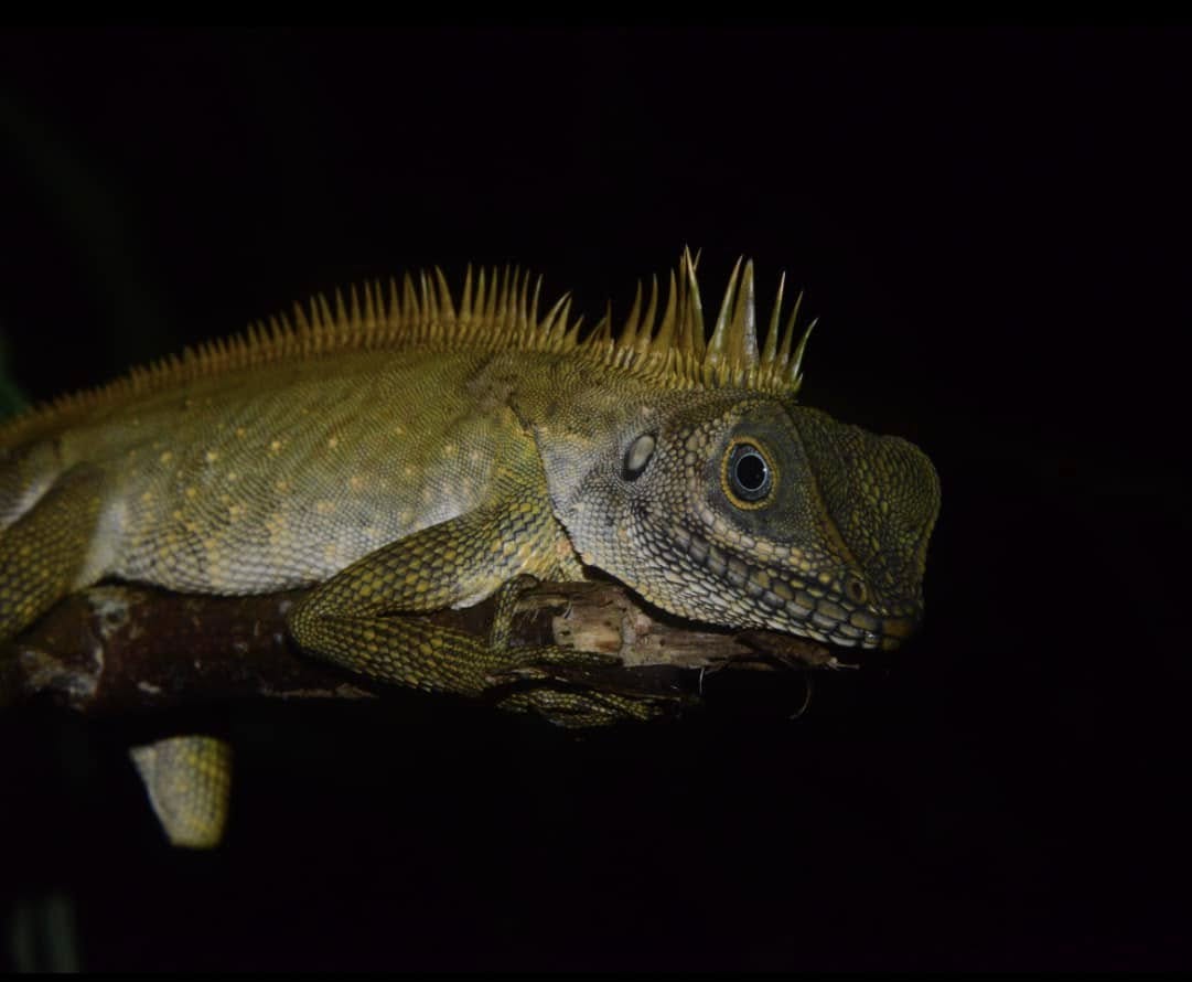 Philippine Forest Dragon