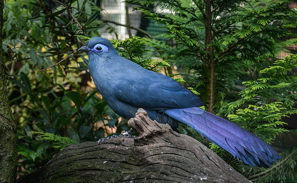 Cuckoo Blue Coua
