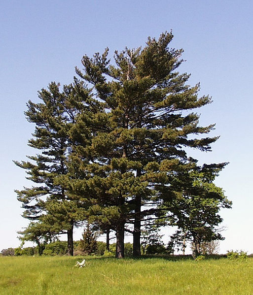 Eastern White Pine Trees